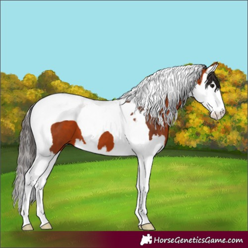 Horse Color:Bay Splash Tobiano
