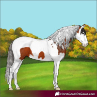 Horse Color:Bay Splash Tobiano