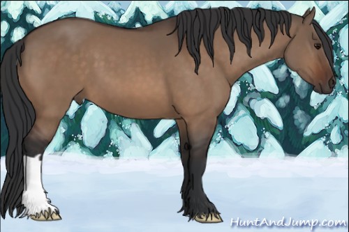 Horse Color:Bay Dun