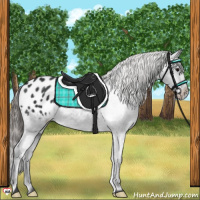 Horse Color:Black Appaloosa 
