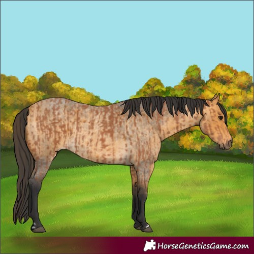 Horse Color:Bay  and Buckskin Roan 