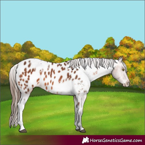 Horse Color:White Spotted Bay Near Leopard 