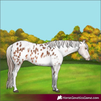 Horse Color:White Spotted Bay Appaloosa 