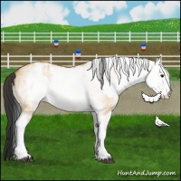 Horse Color:White Spotted Bay Dun Rabicano  and White Spotted Bay Dun Rabicano 