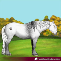Horse Color:Gray Silver Amber Champagne Splash Tobiano Appaloosa 