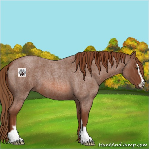 Horse Color:Red Roan Sabino