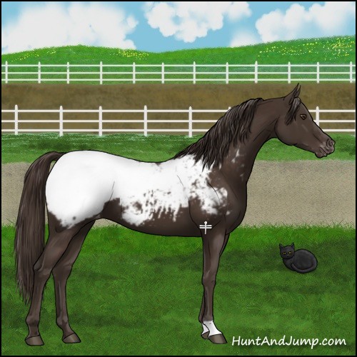 Horse Color:Liver Chestnut Appaloosa 