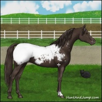 Horse Color:Liver Chestnut Appaloosa 