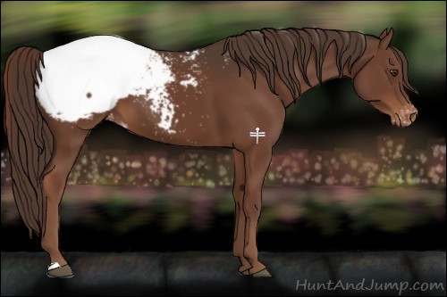 Horse Color:Liver Chestnut Snowcap 