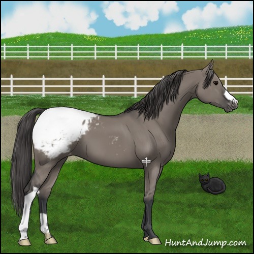 Horse Color:Grullo Appaloosa 