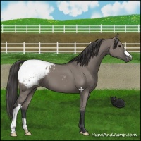 Horse Color:Grullo Appaloosa 