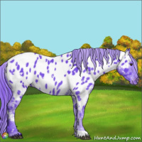 Horse Color:Watercolor White Spotted Liver Chestnut Appaloosa 