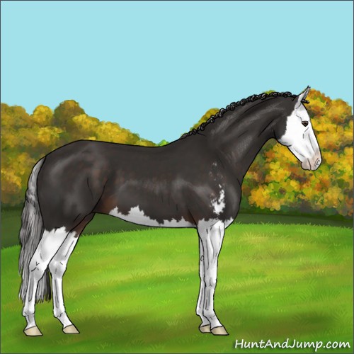Horse Color:Liver Chestnut Sabino Splash 