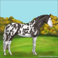 Horse Color:Silver Black Splash Appaloosa 