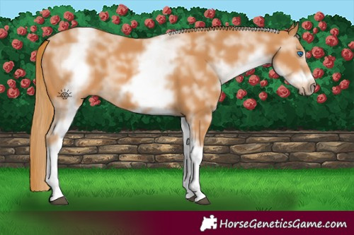 Horse Color:White Spotted Chestnut Sabino Frame 