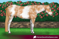 Horse Color:White Spotted Chestnut Sabino Frame 
