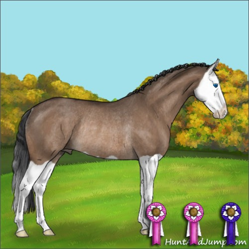 Horse Color:Brown Dun Splash Rabicano 