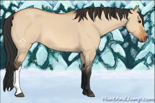 Horse Color:Bay Roan Dun 