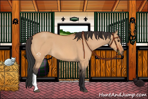 Horse Color:Bay Roan Dun 