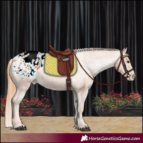 Horse Color:Chestnut Appaloosa 