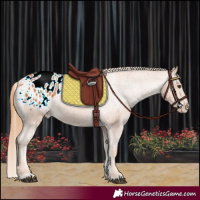 Horse Color:Chestnut Appaloosa 