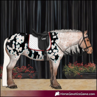 Horse Color:Silver Bay Roan Near Leopard Rabicano 