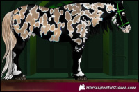 Horse Color:Buckskin Dun Appaloosa