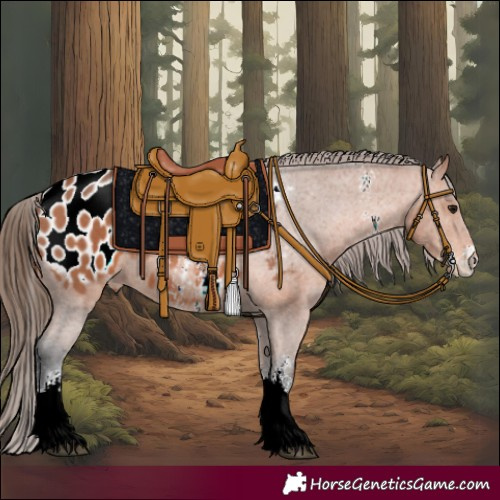 Horse Color:Bay Sabino Appaloosa Rabicano 