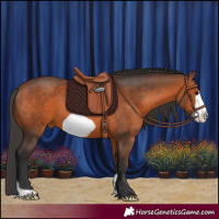 Horse Color:Bay Frame