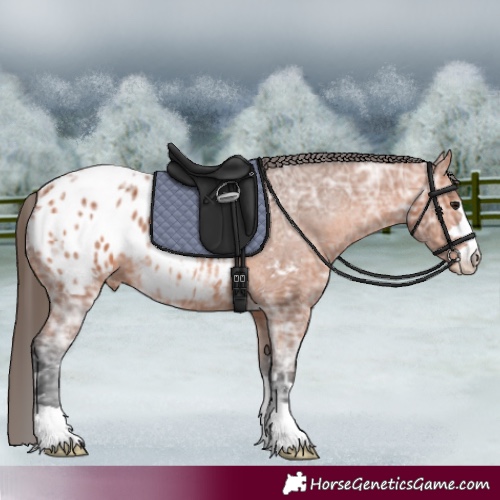 Horse Color:Bay Ice Appaloosa 