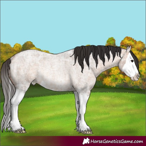 Horse Color:Bay Ice Roan Dun Splash Rabicano 