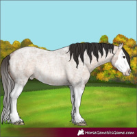 Horse Color:Bay Ice Roan Dun Splash Rabicano 