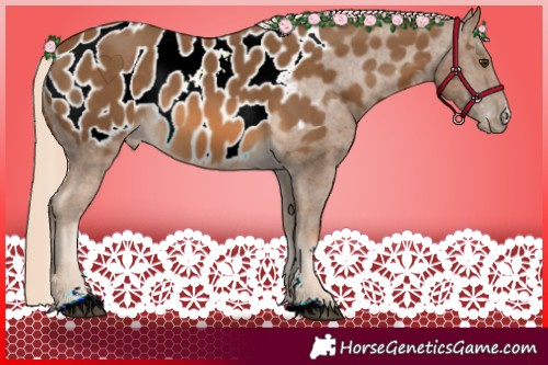 Horse Color:Chocolate Palomino Near Leopard Rabicano 