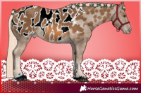 Horse Color:Chocolate Palomino Near Leopard Rabicano 