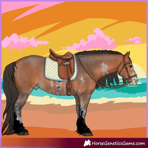 Horse Color:Bay Sabino Varnish Rabicano