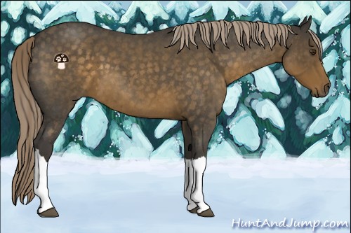 Horse Color:Chocolate Palomino Roan 