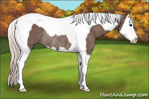 Horse Color:Silver Black Splash Tobiano Rabicano