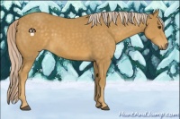 Horse Color:Palomino 