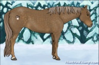 Horse Color:Chocolate Palomino Roan 