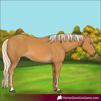 Horse Color:Palomino 