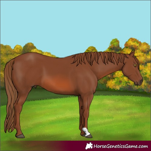 Horse Color:Chestnut 