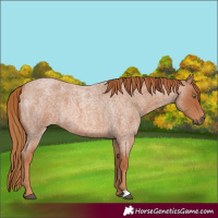Horse Color:Red Roan 
