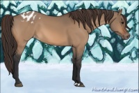Horse Color:Bay Dun Appaloosa 