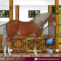 Horse Color:Chestnut 