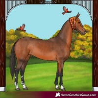 Horse Color:Bay 
