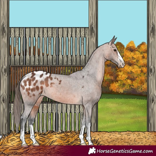 Horse Color:Bay Appaloosa 