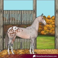 Horse Color:Bay Appaloosa 