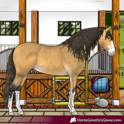 Horse Color:Buckskin 