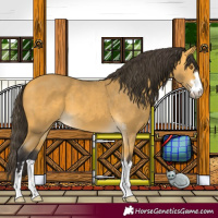 Horse Color:Buckskin 