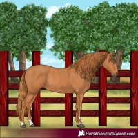 Horse Color:Chestnut Rabicano 